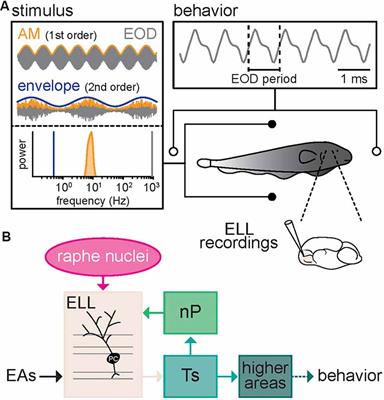 Serotonergic Modulation of Sensory Neuron Activity and Behavior in Apteronotus albifrons